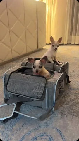 jemandthemisfits Instagram post about Senior rescue dog travel