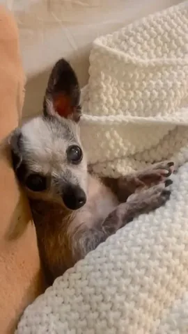 jemandthemisfits Instagram post about Senior rescue dogs
