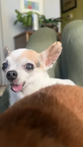 jemandthemisfits Instagram post about Senior rescue dog companionship