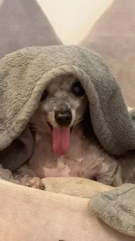 jemandthemisfits Instagram post about Senior rescue dogs