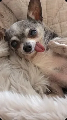 jemandthemisfits Instagram post about Senior rescue dog remembrance
