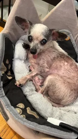 jemandthemisfits Instagram post about Senior rescue dogs