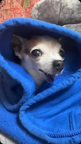 jemandthemisfits Instagram post about Senior rescue dogs