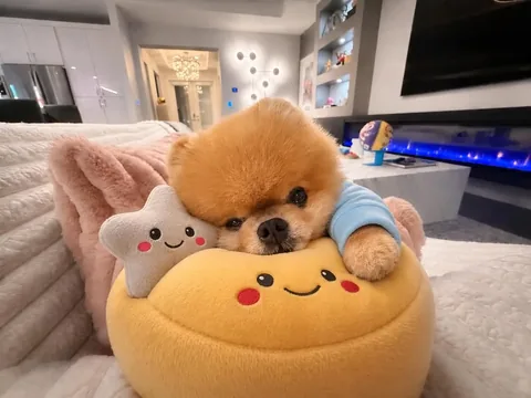 jiffpom Instagram post about Cute character portrait