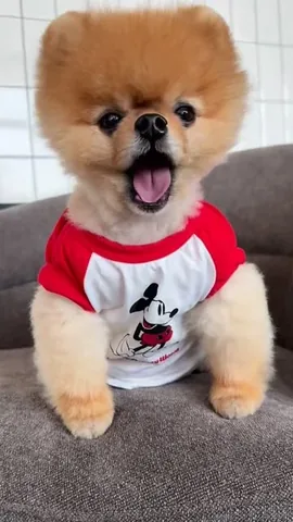 jiffpom Instagram post about Cute character video