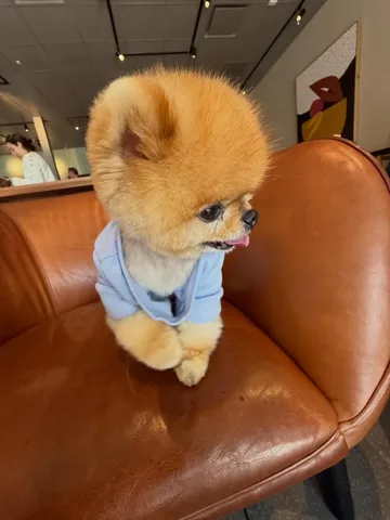 jiffpom Instagram post about Cute character portrait