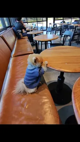 jiffpom Instagram post about Cute character video