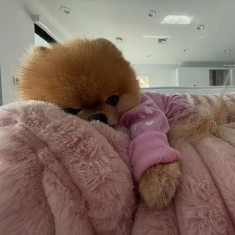 jiffpom Instagram post about Humorous character scenario