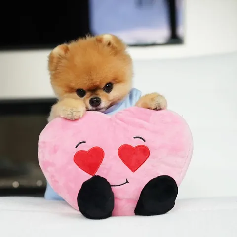 jiffpom Instagram post about Valentine's Day greeting