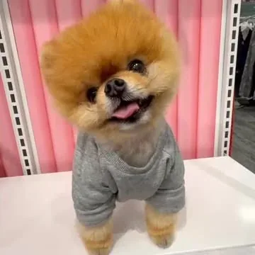 jiffpom Instagram post about Valentine's Day greeting