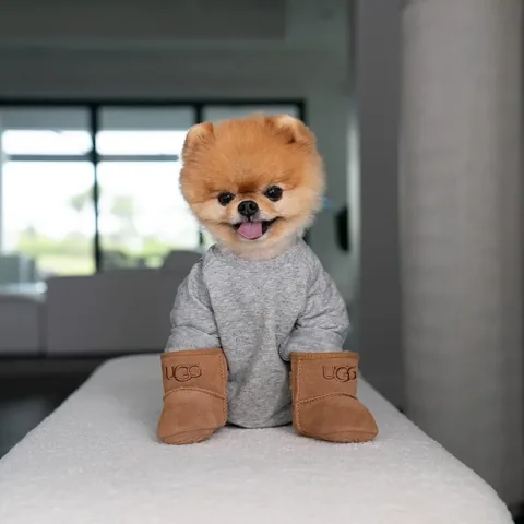 jiffpom Instagram post about Cute character portrait