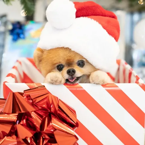 jiffpom Instagram post about Cute character portrait