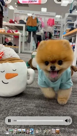 jiffpom Instagram post about Cute character video