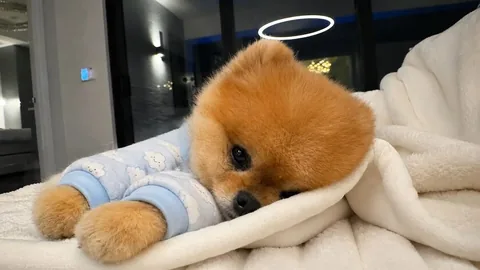 jiffpom Instagram post about Cute character portrait