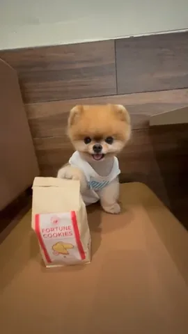 jiffpom Instagram post about Humorous character scenario