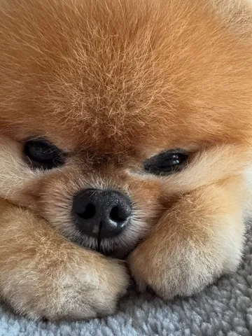 jiffpom Instagram post about Cute character portrait