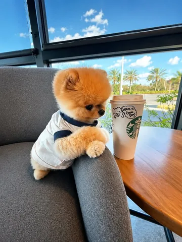 jiffpom Instagram post about Humorous character scenario