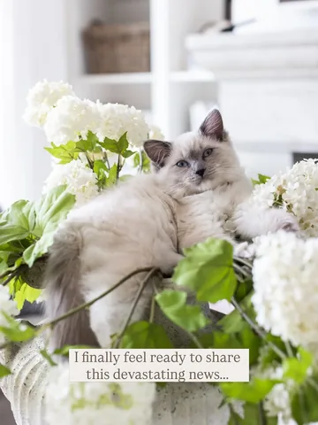 jillian.harris Instagram post about Personal update