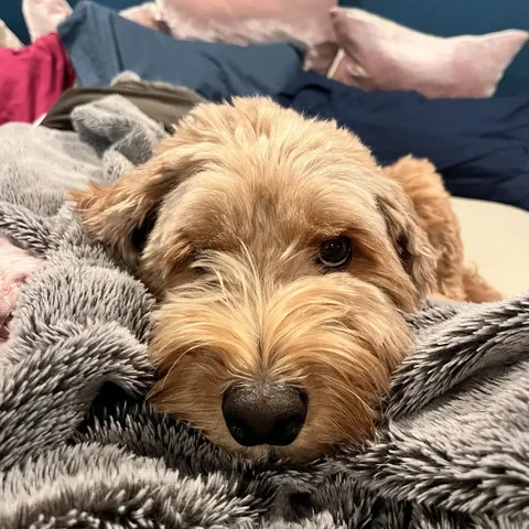jillsmokler Instagram post about Pet humor