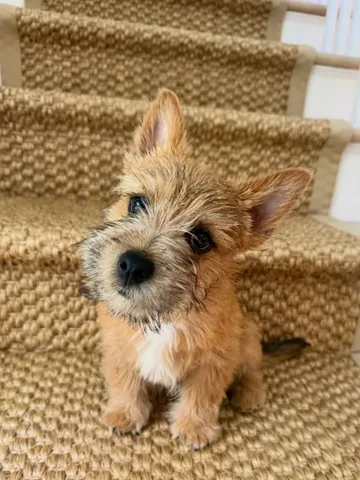 joannahillman Instagram post about Pet introduction