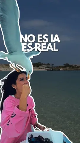 juntos_viajando Instagram post about Encuentro con una gaviota