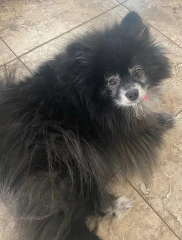 kaylaradomski4 Instagram post about Pet loss and remembrance