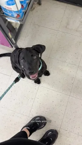 kelssjourney Instagram post about Puppy training