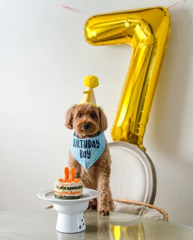 kingsleythedoood Instagram post about Dog birthday and Thanksgiving