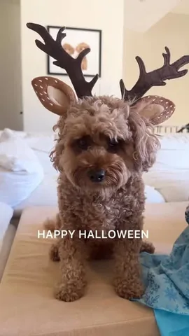 kingsleythedoood Instagram post about Frozen Halloween costumes