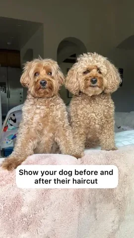 kingsleythedoood Instagram post about Dog grooming transformation