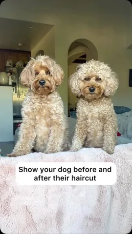kingsleythedoood Instagram post about Dog grooming transformation
