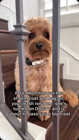 kingsleythedoood Instagram post about Dog separation and affection