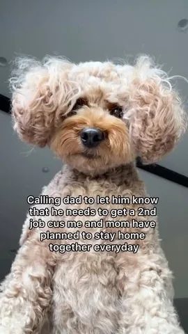 kingsleythedoood Instagram post about Dog humor