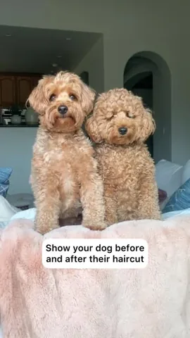 kingsleythedoood Instagram post about Dog grooming transformation