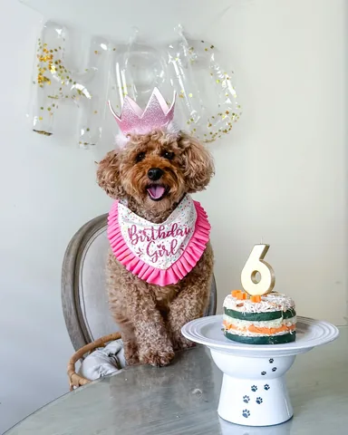kingsleythedoood Instagram post about Dog birthday celebration