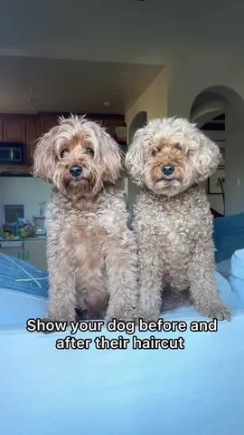 kingsleythedoood Instagram post about Dog grooming
