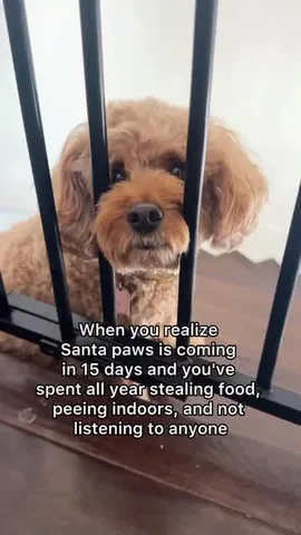 kingsleythedoood Instagram post about Christmas dog humor