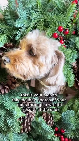 kingsleythedoood Instagram post about Dogs and Christmas decor