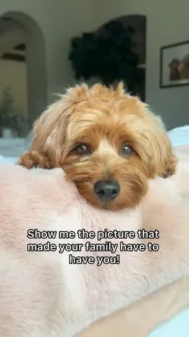 Kingsley & Chai Goldendoodles Instagram post thumbnail