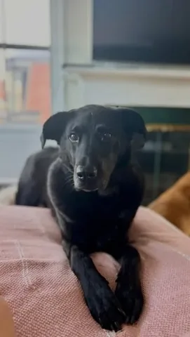 knoxandbear Instagram post about End of life pet care