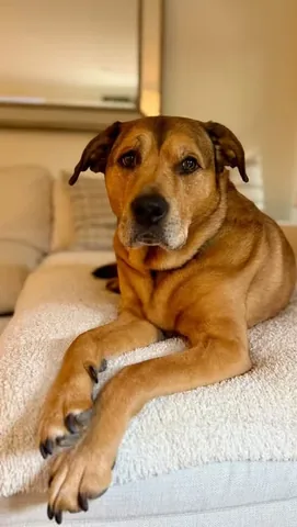 knoxandbear Instagram post about Dog cuddling