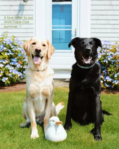 knoxandbear Instagram post about Cape Cod vacation memories