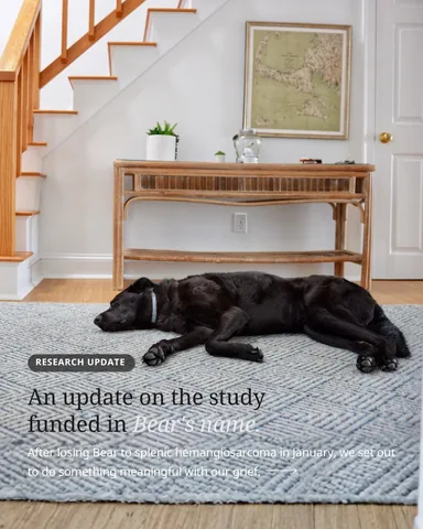 knoxandbear Instagram post about Canine cancer research