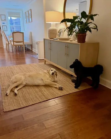 knoxandbear Instagram post about Life after pet loss