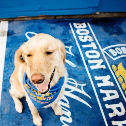 knoxandbear Instagram post about Boston Marathon