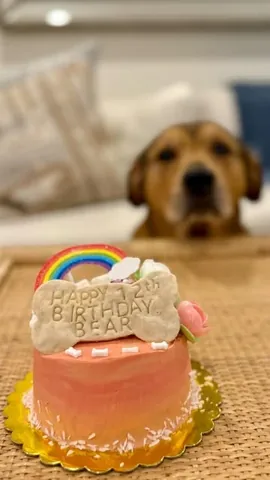 knoxandbear Instagram post about Pet birthday remembrance
