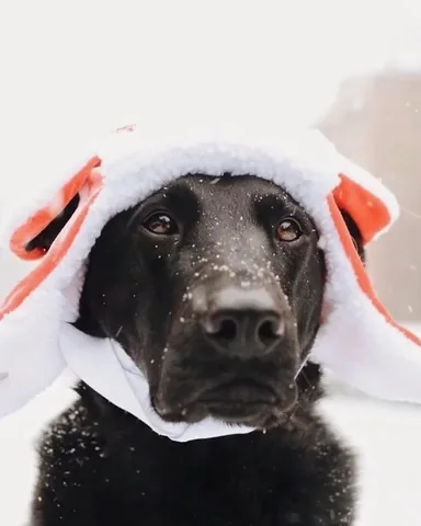 knoxandbear Instagram post about Pet memorial tribute