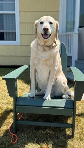 knoxandbear Instagram post about Dog vacation in Maine
