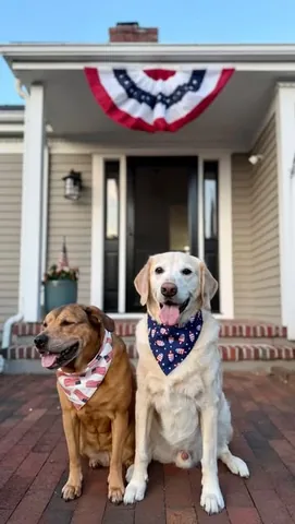 knoxandbear Instagram post about Independence Day