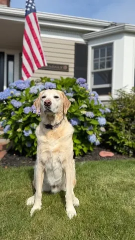 knoxandbear Instagram post about Pet memorial ritual